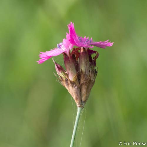 Oeillet des Chartreux - Dianthus carthusianorum subsp. carthusianorum