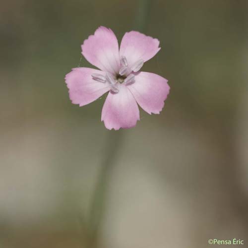 Oeillet des rochers - Dianthus saxicola