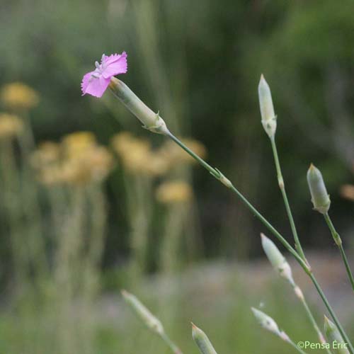 Oeillet des rochers - Dianthus saxicola