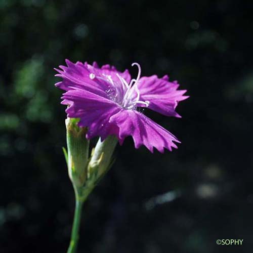 Oeillet du granite - Dianthus graniticus