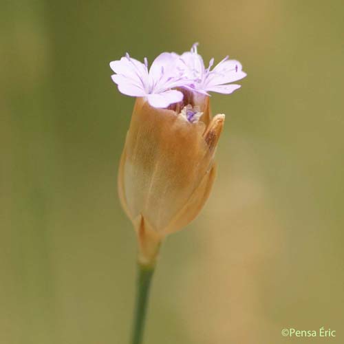 Oeillet prolifère - Petrorhagia prolifera