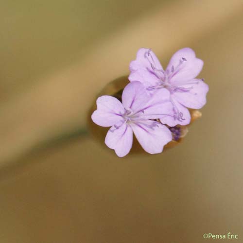 Oeillet prolifère - Petrorhagia prolifera