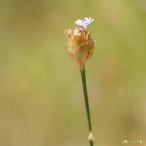 Oeillet prolifère - Petrorhagia prolifera