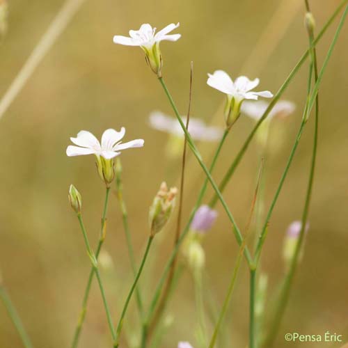 Oeillet saxifrage - Petrorhagia saxifraga subsp. saxifraga