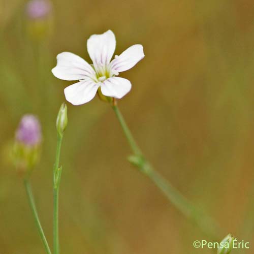 Oeillet saxifrage - Petrorhagia saxifraga subsp. saxifraga