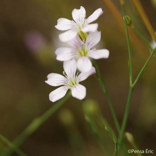 Oeillet saxifrage - Petrorhagia saxifraga subsp. saxifraga