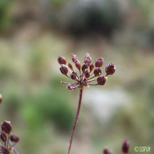 Oenanthe à feuilles de silaüs - Oenanthe silaifolia