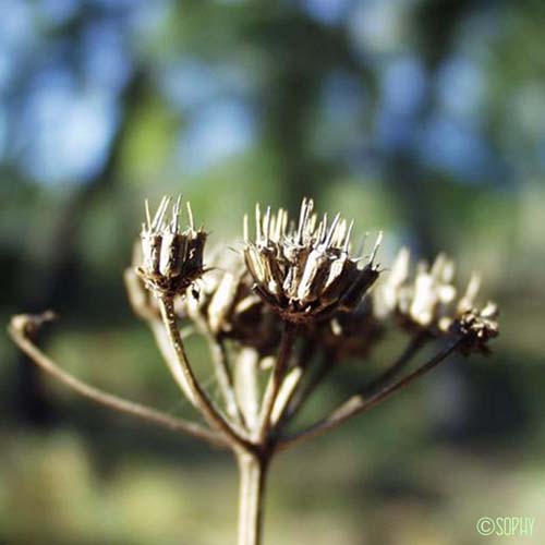 Oenanthe faux-Boucage - Oenanthe pimpinelloides