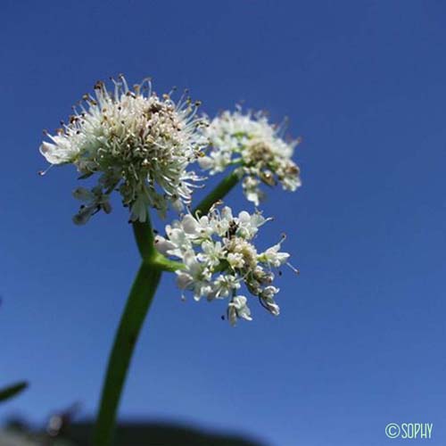 Oenanthe fistuleuse - Oenanthe fistulosa