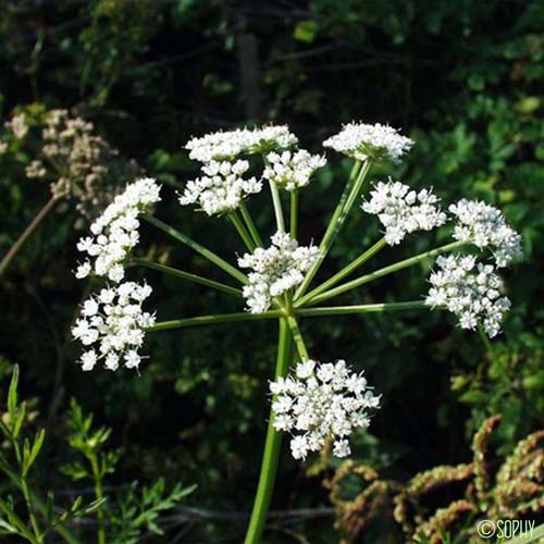 Oenanthe safranée - Oenanthe crocata