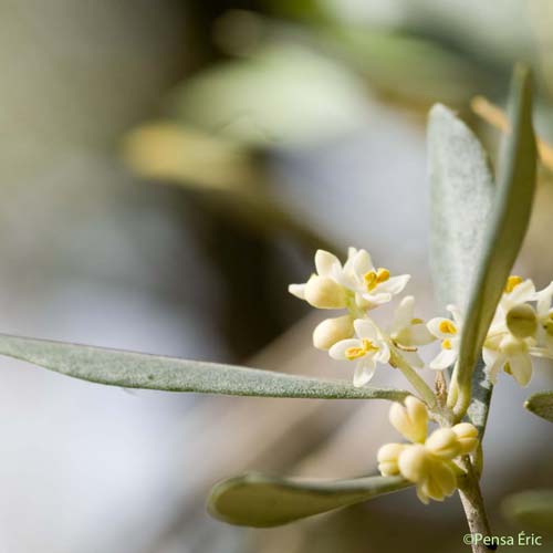Olivier d'Europe - Olea europaea subsp. europaea