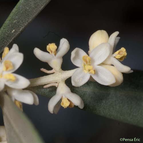 Olivier d'Europe - Olea europaea subsp. europaea