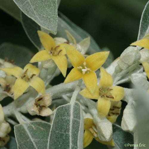 Olivier de Bohême - Elaeagnus angustifolia