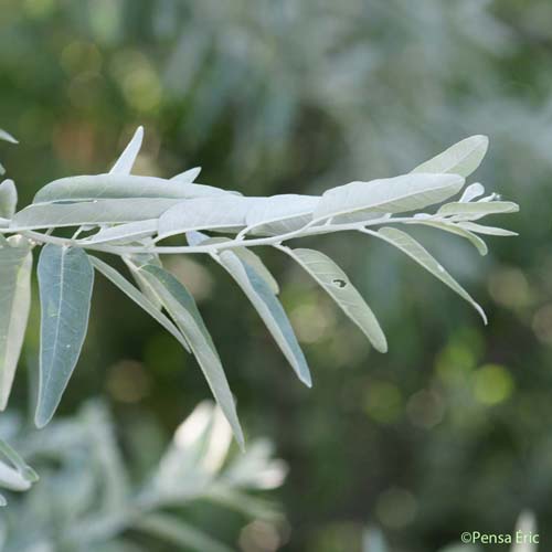 Olivier de Bohême - Elaeagnus angustifolia