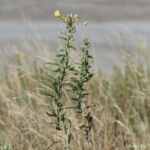 Onagre de Glaziou - Oenothera glazioviana