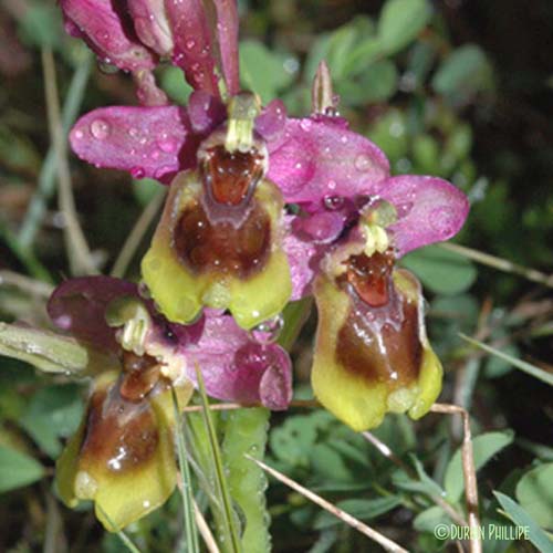 Ophrys à grandes fleurs - Ophrys tenthredinifera subsp. tenthredinifera