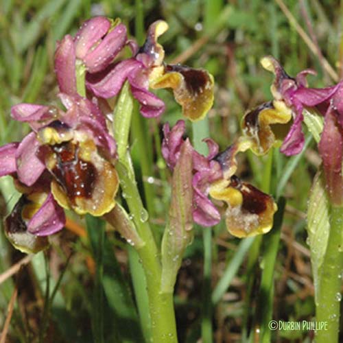 Ophrys à grandes fleurs - Ophrys tenthredinifera subsp. tenthredinifera