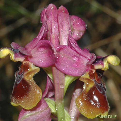 Ophrys à grandes fleurs - Ophrys tenthredinifera subsp. tenthredinifera
