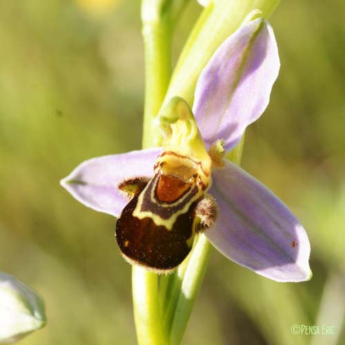 Ophrys abeille - Ophrys apifera