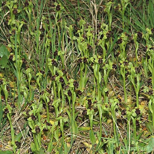 Ophrys bombyx - Ophrys bombyliflora