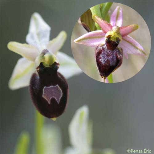 Ophrys brillant - Ophrys splendida