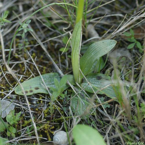 Ophrys brillant - Ophrys splendida