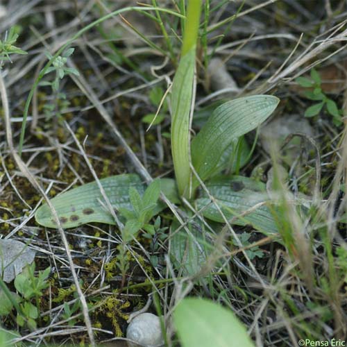 Ophrys brillant - Ophrys arachnitiformis