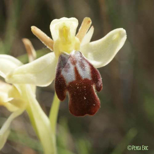 Ophrys brun - Ophrys fusca