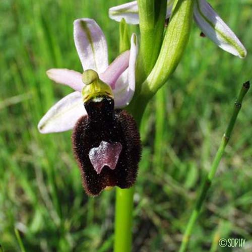 Ophrys de Bertoloni - Ophrys bertolonii subsp. bertolonii