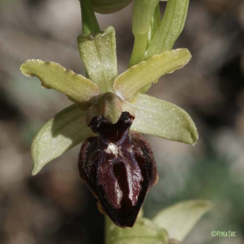 Ophrys de la Passion - Ophrys passionis