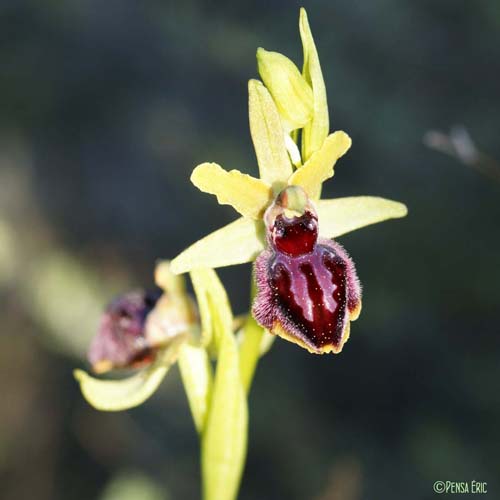 Ophrys de Provence - Ophrys provincialis