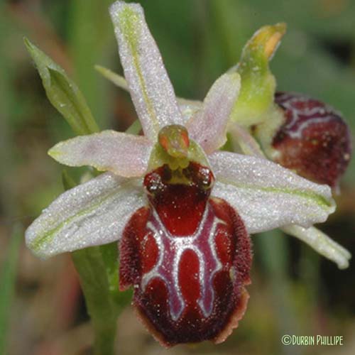 Ophrys en forme d'araignée - Ophrys exaltata