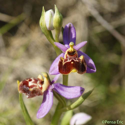 Ophrys fausse bécasse - Ophrys scolopax subsp. vetula