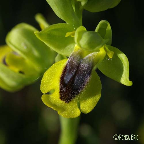 Ophrys jaune - Ophrys lutea