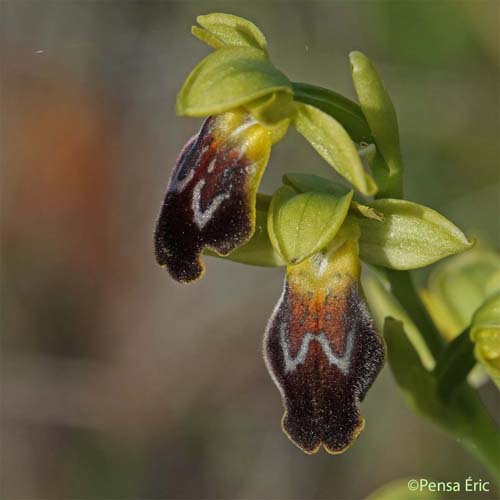 Ophrys marbré - Ophrys marmorata