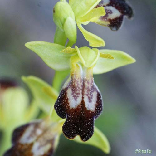 Ophrys marbré - Ophrys marmorata