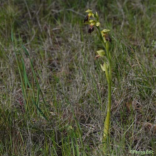 Ophrys marbré - Ophrys subfusca