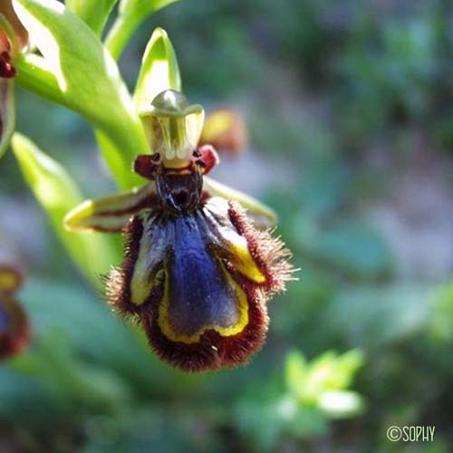 Ophrys miroir - Ophrys speculum