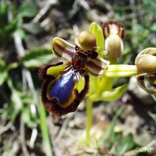 Ophrys miroir - Ophrys speculum