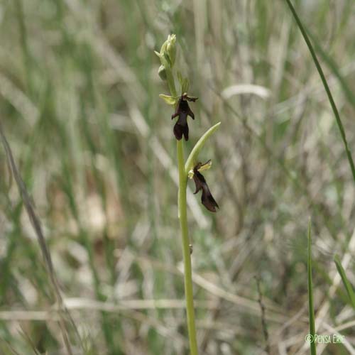 Ophrys mouche - Ophrys insectifera