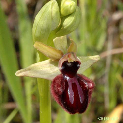 Ophrys noirâtre - Ophrys incubacea