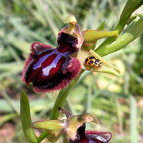 Ophrys noirâtre - Ophrys incubacea