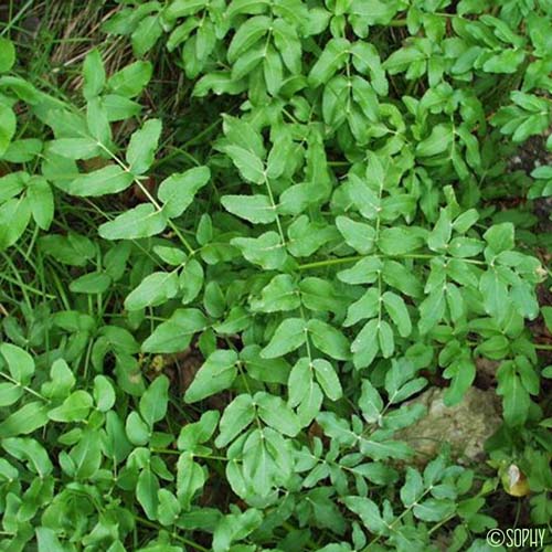 Opopanax de Chiron - Opopanax chironium