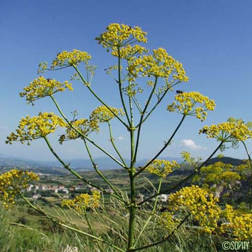 Opopanax de Chiron - Opopanax chironium