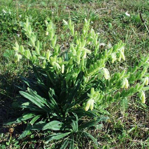 Orcanette fastigiée - Onosma tricerosperma subsp. fastigiata