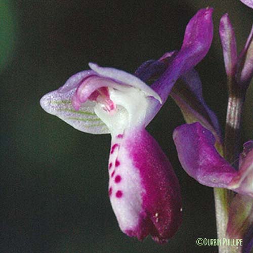 Orchis à long éperon - Anacamptis morio subsp. longicornu