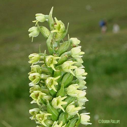 Orchis blanchâtre - Pseudorchis albida