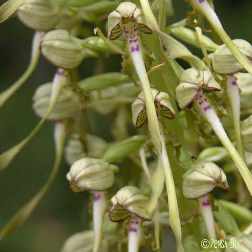 Orchis bouc - Himantoglossum hircinum