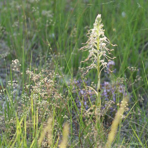 Orchis bouc - Himantoglossum hircinum