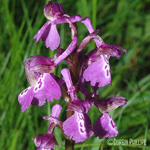 Orchis bouffon - Anacamptis morio subsp. morio